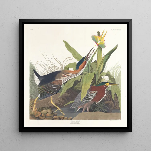 Green Heron Painting - John James Audubon — framed artwork on a wall