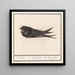 Rustic Swallow Painting, Hirundo rustica - Anselmus Botius de Boodt — framed artwork on a wall