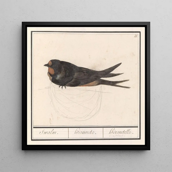 Rustic Swallow Painting, Hirundo rustica - Anselmus Botius de Boodt — framed artwork on a wall