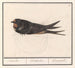 Rustic Swallow Painting, Hirundo rustica - Anselmus Botius de Boodt — artwork view