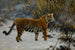 Tiger prowling in the snow - Hugo Ungewitter — artwork view