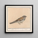 Huismus Passer domesticus - Anselmus Botius de Boodt — framed artwork on a wall