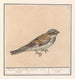 Huismus Passer domesticus - Anselmus Botius de Boodt — artwork view