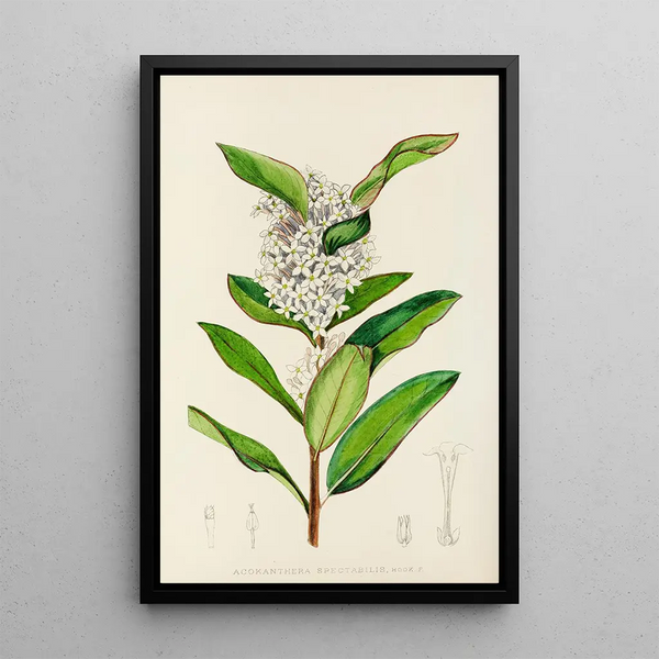 Acokanthera spectabilis - Illtyd Buller Pole-Evans — framed artwork on a wall