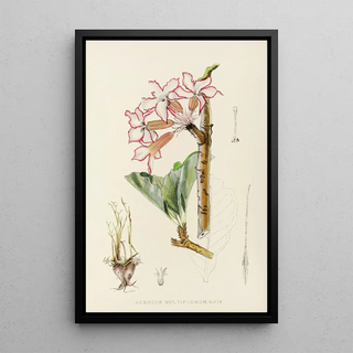 Illtyd Buller PoleEvans - Adenium Multiflorum.webp