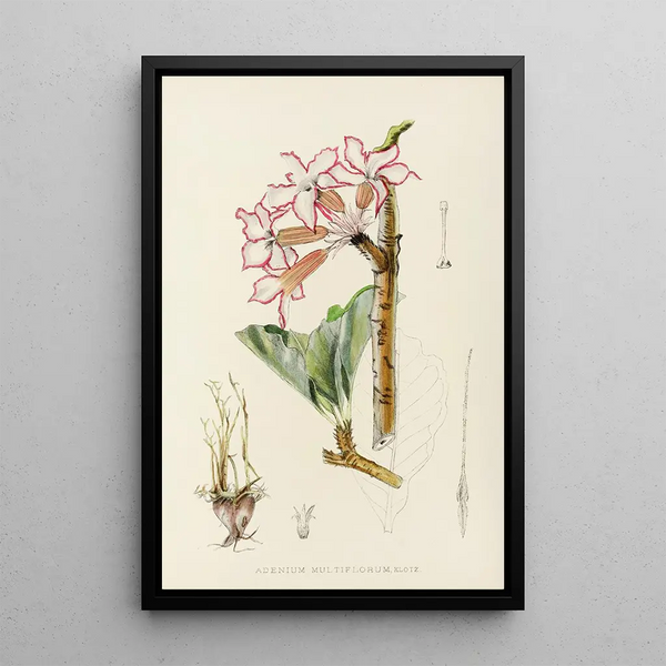 Adenium multiflorum - Illtyd Buller Pole-Evans — framed artwork on a wall