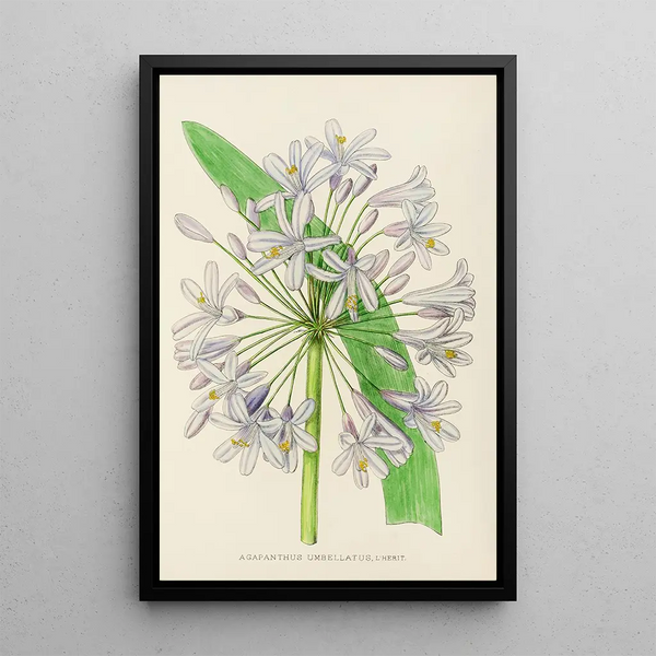 Agapanthus umbellatus - Illtyd Buller Pole-Evans — framed artwork on a wall
