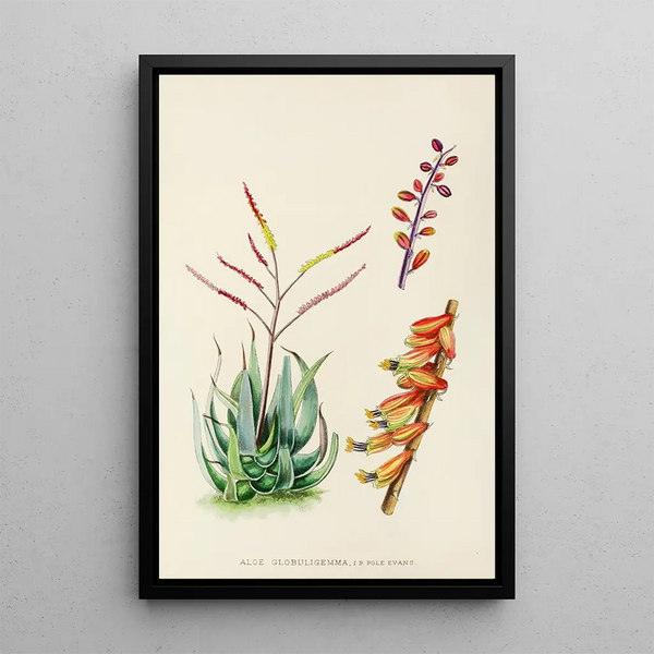 Aloe globuligemma - Illtyd Buller Pole-Evans — framed artwork on a wall