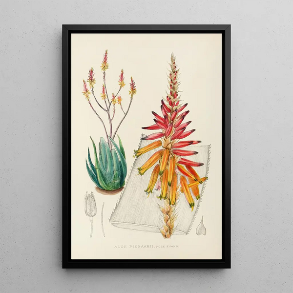 Aloe pienaarii - Illtyd Buller Pole-Evans — framed artwork on a wall