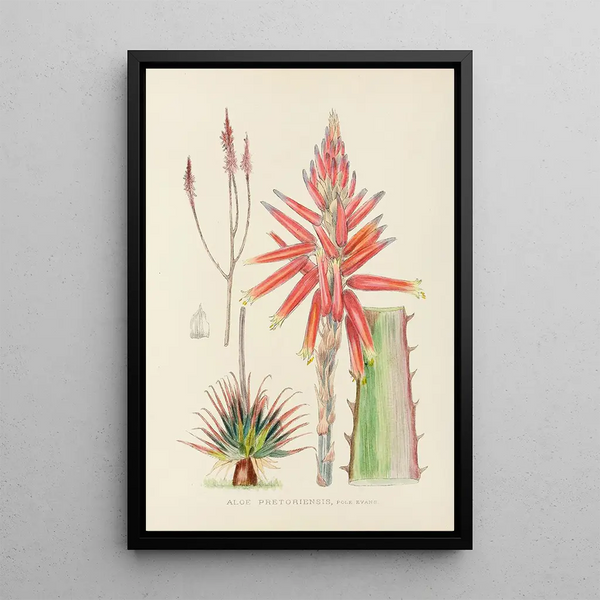 Aloe pretoriensis - Illtyd Buller Pole-Evans — framed artwork on a wall