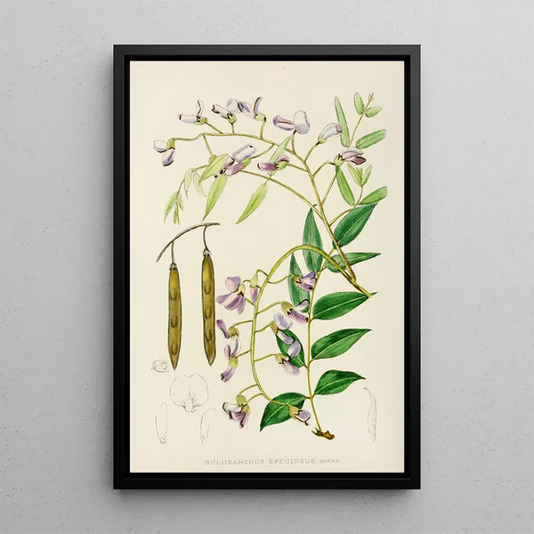 Bolusanthus speciosus - Illtyd Buller Pole-Evans — framed artwork on a wall
