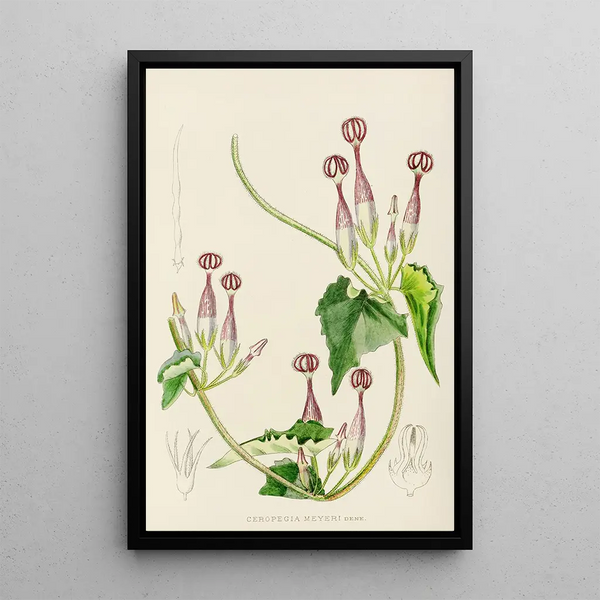 Ceropegia meyeri - Illtyd Buller Pole-Evans — framed artwork on a wall