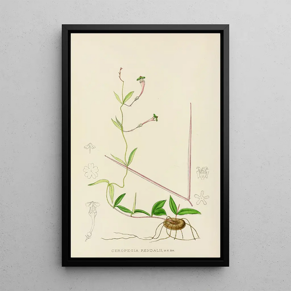 Ceropegia rendallii - Illtyd Buller Pole-Evans — framed artwork on a wall