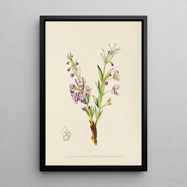 Clerodendron triphyllum - Illtyd Buller Pole-Evans — framed artwork on a wall