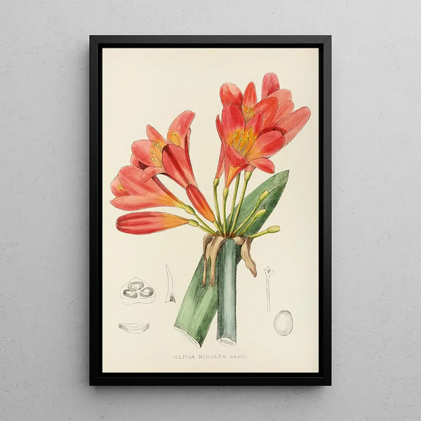 Clivia miniata - Illtyd Buller Pole-Evans — framed artwork on a wall