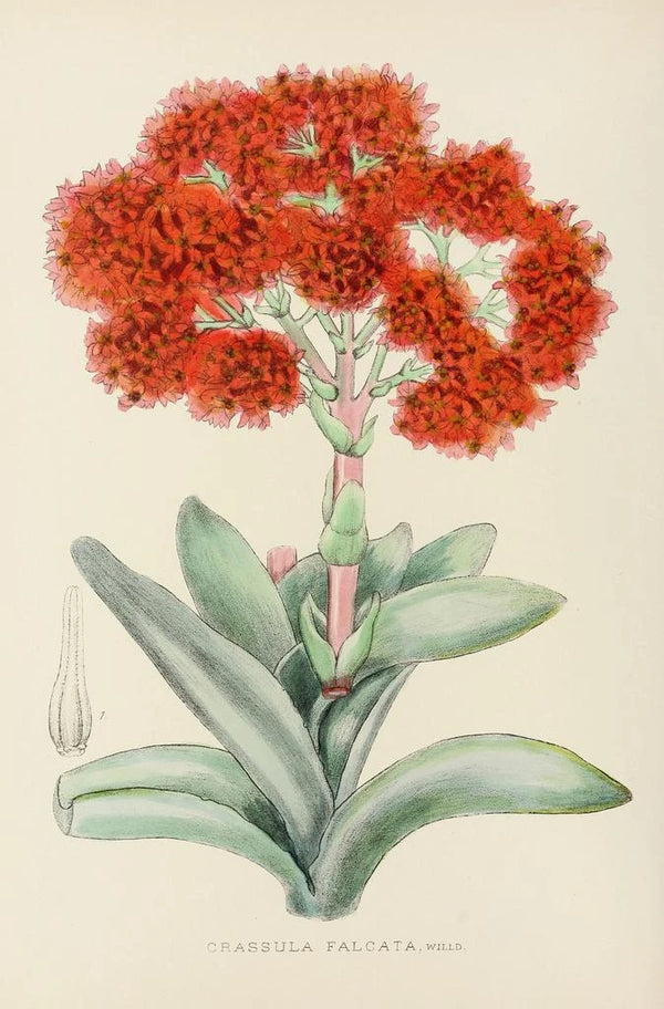 Crassula falcata - Illtyd Buller Pole-Evans — framed artwork on a wall