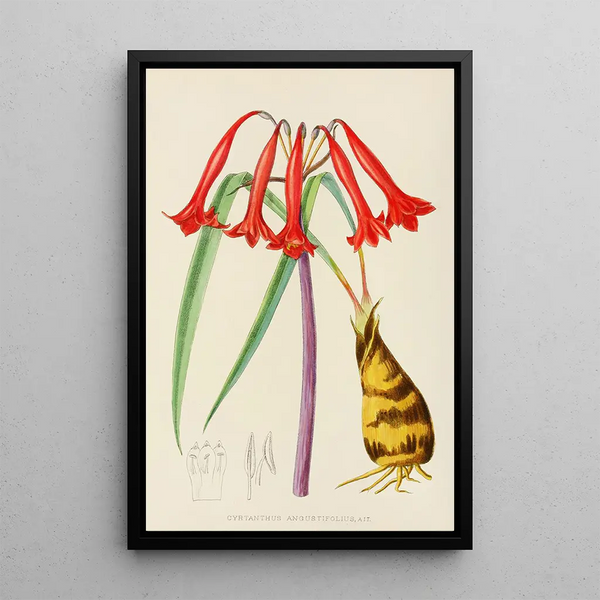 Cyrtanthus augustifolius - Illtyd Buller Pole-Evans — framed artwork on a wall