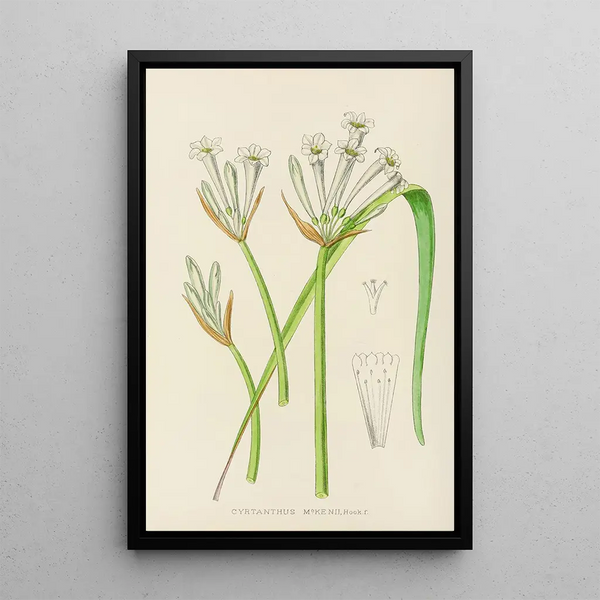 Cyrtanthus mckenii - Illtyd Buller Pole-Evans — framed artwork on a wall