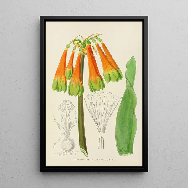 Cyrtanthus obliquus - Illtyd Buller Pole-Evans — framed artwork on a wall