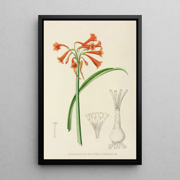 Cyrtanthus rotundilobus - Illtyd Buller Pole-Evans — framed artwork on a wall