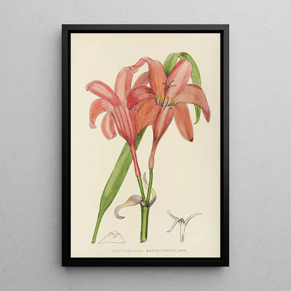 Cyrtanthus sanguineus - Illtyd Buller Pole-Evans — framed artwork on a wall
