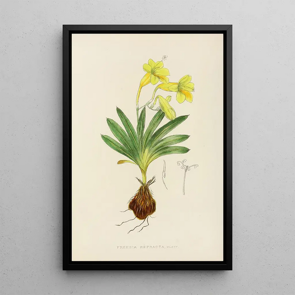 Freesia refracta - Illtyd Buller Pole-Evans — framed artwork on a wall