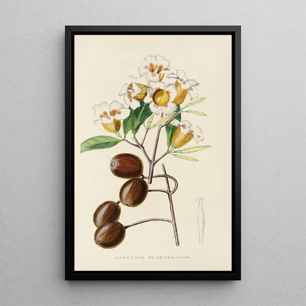 Gardenia globosa - Illtyd Buller Pole-Evans — framed artwork on a wall
