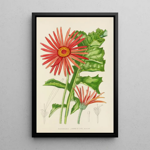Gerbera jamesoni - Illtyd Buller Pole-Evans — framed artwork on a wall