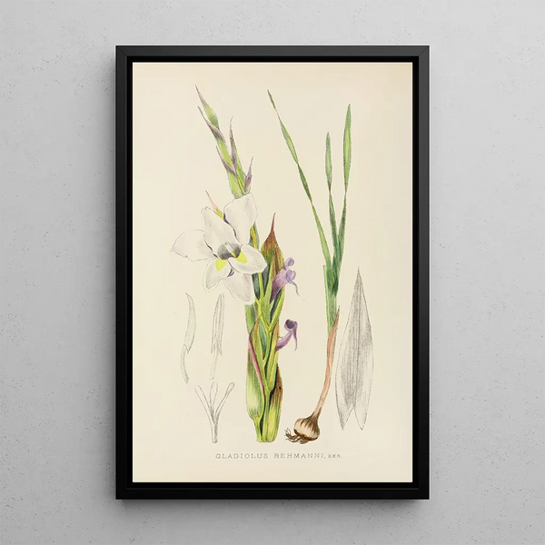 Gladiolus rehmanni - Illtyd Buller Pole-Evans — framed artwork on a wall