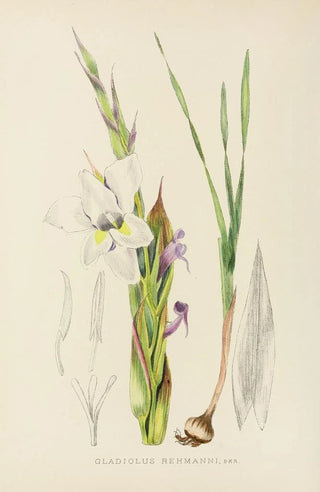 Illtyd Buller PoleEvans - Gladiolus Rehmanni.webp