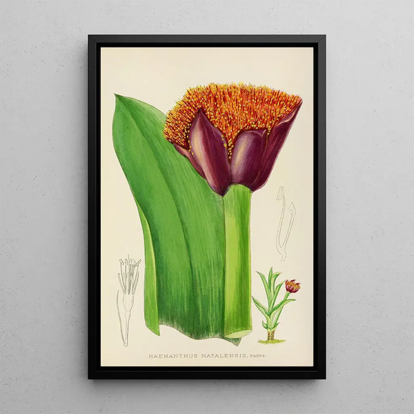 Haemanthus natalensis - Illtyd Buller Pole-Evans — framed artwork on a wall