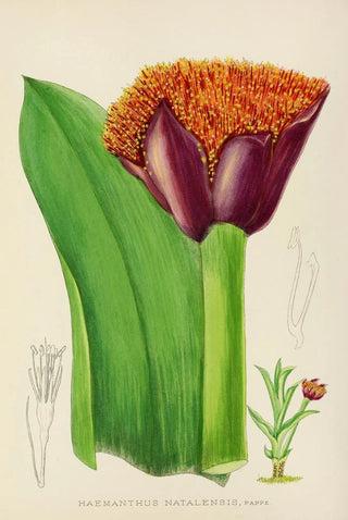 Illtyd Buller PoleEvans - Haemanthus Natalensis.webp