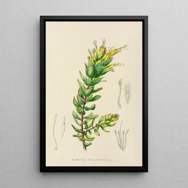 Mimetes palustris - Illtyd Buller Pole-Evans — framed artwork on a wall