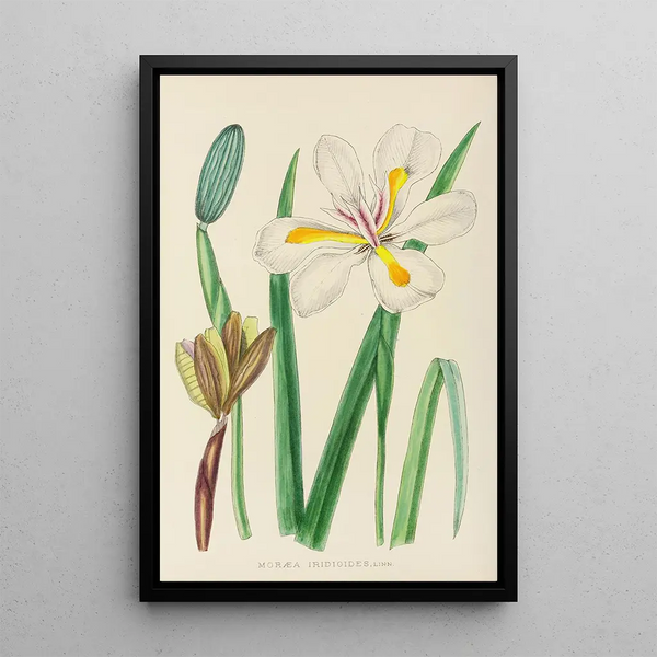 Moraea iridioides - Illtyd Buller Pole-Evans — framed artwork on a wall