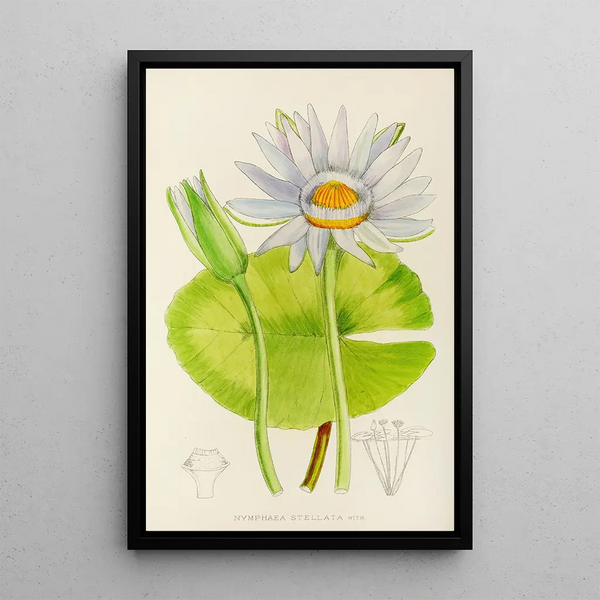 Nymphaea stellata - Illtyd Buller Pole-Evans — framed artwork on a wall