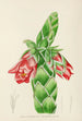 Orothamnus zeyheri - Illtyd Buller Pole-Evans — artwork view