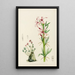 Pachypodium succulentum - Illtyd Buller Pole-Evans — framed artwork on a wall