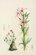 Pachypodium succulentum - Illtyd Buller Pole-Evans — artwork view