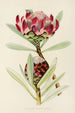 Protea abyssinica - Illtyd Buller Pole-Evans — artwork view