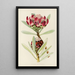 Protea abyssinica - Illtyd Buller Pole-Evans — framed artwork on a wall