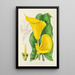 Richardia angustiloba - Illtyd Buller Pole-Evans — framed artwork on a wall