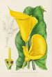 Richardia angustiloba - Illtyd Buller Pole-Evans — artwork view