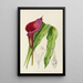 Richardia Rehmanni - Illtyd Buller Pole-Evans — framed artwork on a wall