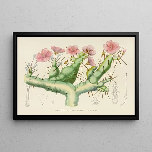 Sarcocaulon rigidum - Illtyd Buller Pole-Evans — framed artwork on a wall