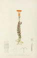 Senecio Stapeliaeformis - Illtyd Buller Pole-Evans — artwork view
