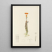 Senecio Stapeliaeformis - Illtyd Buller Pole-Evans — framed artwork on a wall