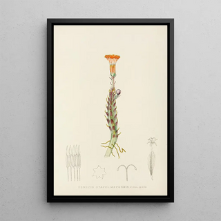 Illtyd Buller PoleEvans - Senecio Stapeliaeformis.webp