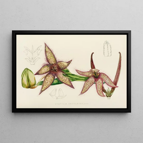 Stapelia Gettleffii - Illtyd Buller Pole-Evans — framed artwork on a wall