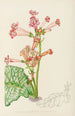 Streptocarpus Dunnii - Illtyd Buller Pole-Evans — artwork view