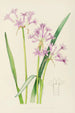 Tulbaghia Violacea - Illtyd Buller Pole-Evans — artwork view